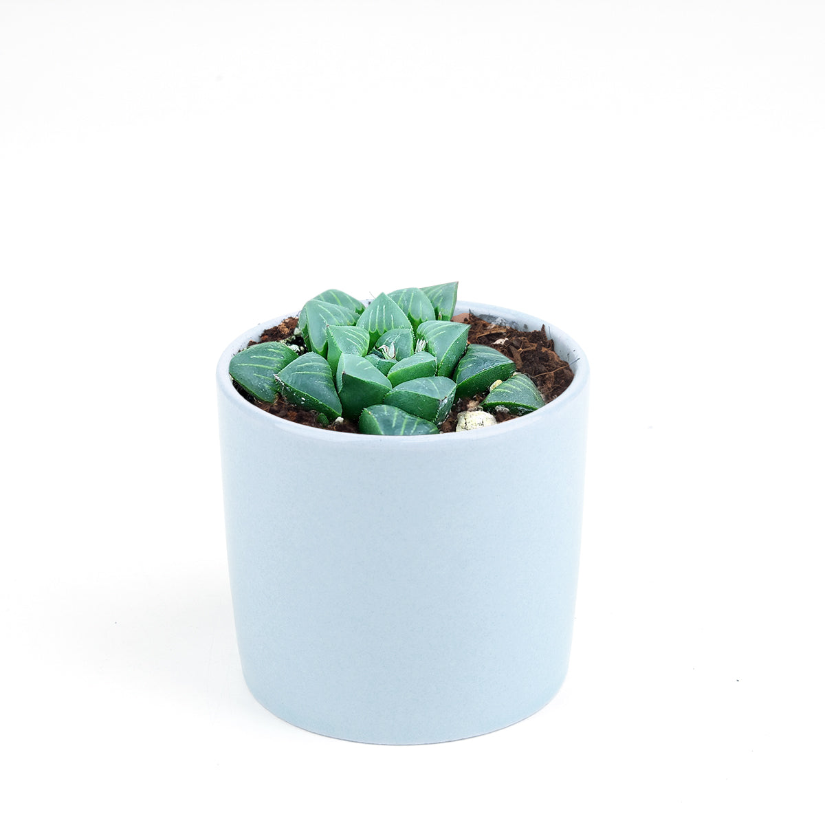 retusa succulent Haworthia Retusa