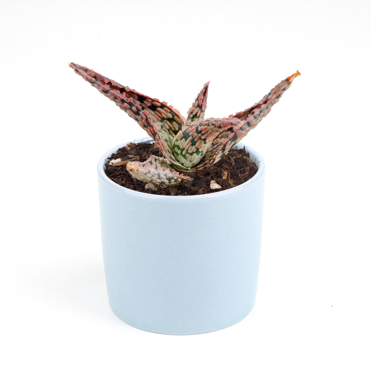 pink blush aloe vera plant Pink Blush Aloe - Cute Succulent with Pink Ridges