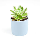 Aeonium Arboreum Luteovariegatum, succulents shop in California, Rare succulents, succulents store in CA, succulent care, monthly succulents, indoor succulents, how to grow succulents, Succulents shop near me, Aeonium Arboreum Luteovariegatum in California, How to grow Aeonium Arboreum Luteovariegatum