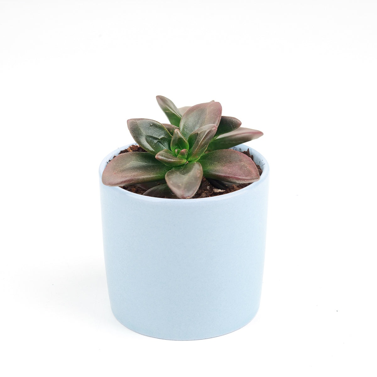 succulent pots kmart Echeveria Licorice - Rosette Succulents - Succulents Care Guide