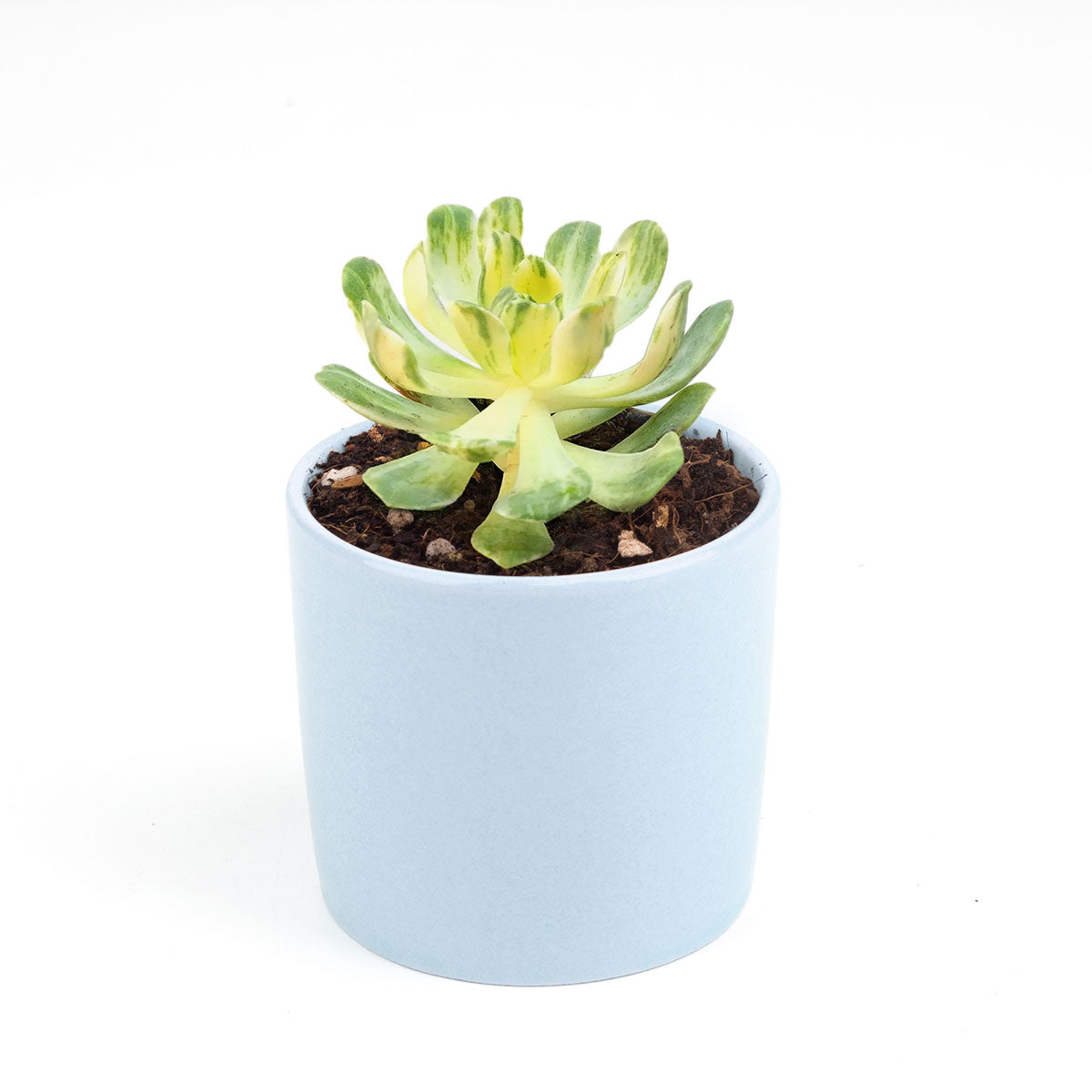 the succulents shoppe photos Aeonium Suncup for Sale