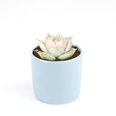 How to make succulents change color, How to grow colorful succulents, echeveria, echeveria succulent, echeveria types, succulent echeveria, buy succulents online, succulent shop, succulent store, echeveria plant, indoor succulents