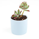echeveria, echeveria succulent, echeveria types, succulent echeveria, buy succulents online, succulent shop, succulent store, echeveria plant, indoor succulents, echeveria succulent for sale