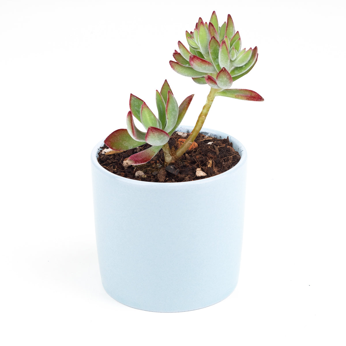 ruby slippers succulent care Echeveria Harmsii Ruby Slipper for Sale