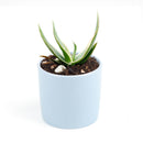 Coral Aloe Striata for Sale, Rare succulents, how to grow succulents, succulents shop in California, succulent plant, monthly succulents, succulents store in CA, cactus, succulent care, Coral Aloe Striata in California, How to grow Coral Aloe Striata, aloe vera houseplant for sale