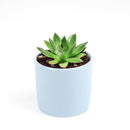 Succulent Christmas Gift Ideas, Christmas Gift Ideas for Succulent Lovers, Holiday Succulent Planter, Holiday Decorating with Succulents, 4 inch echeveria agavoides christmas in terracotta clay pot as gift