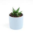 Gasteria Flow Aloe for sale, Rare succulents, succulent care tips, Succulents shop near me, succulent plant, monthly succulents, indoor succulents, succulent subscription, succulents store in CA, Gasteria Flow Aloe in California, How to grow Gasteria Flow Aloe, Lace Aloe