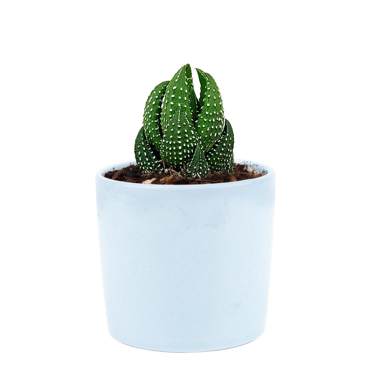 succulents oahu Haworthia Pumila (African Pearl) Succulent