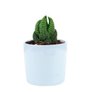 how to grow succulents, succulents store in CA, succulent plant, succulents garden, Haworthia african pearl in California, How to grow Haworthia african pearl. indoor succulents