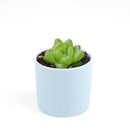 Haworthia Cymbiformis Var. Obtusa, succulent plant, succulent care guide, how to grow succulents, succulents garden, monthly succulents, succulent care, succulents store in CA, succulent care tips, Haworthia Cymbiformis Var. Obtusa in California, How to grow Haworthia Cymbiformis Var. Obtusa. indoor succulents.