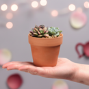 Clay Terracotta Pot Pack