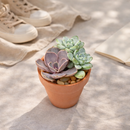 Clay Terracotta Pot 2.5"