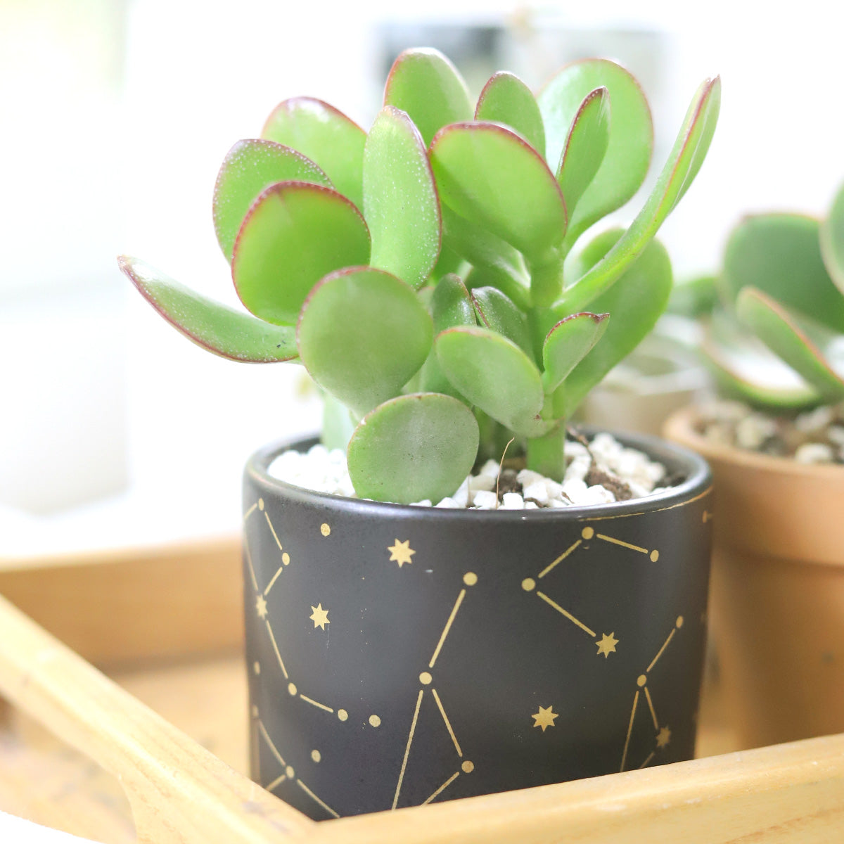 black pots for succulent, black ceramic pots for small indoor plants, decorative pots