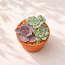 Clay Terracotta Pot 2.5"