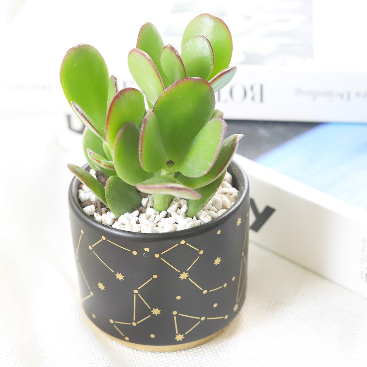 box plants in pots Celestial Pot | Mini Ceramic Pot for Succulents, Cacti and Flowers