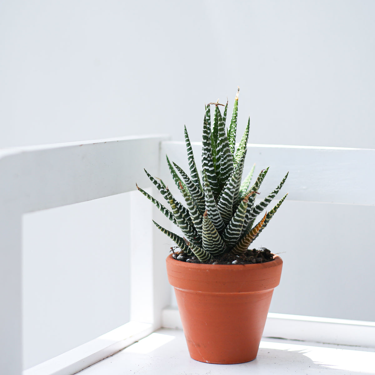 A wide range of terracotta pots for sale online, Find the perfect terracotta succulent pot for your plants, Succulent clay pots for home office ideas