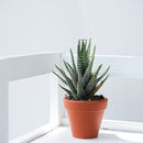 Terracotta succulent clay pot with a drainage hole foe sale, Buy small clay pot for succulent and cactus
