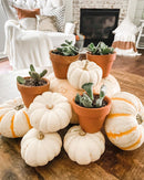 Terracotta succulent clay pot with a drainage hole foe sale, Buy small clay pot for succulent and cactus
