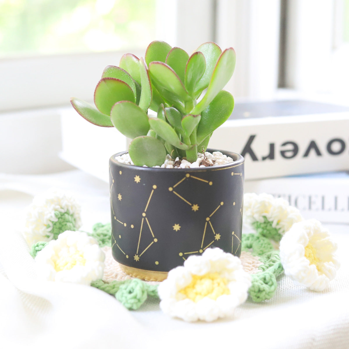 jade plant artificial Crassula Ovata Obliqua Jade Plant | Lucky Plant Money Tree for Sale