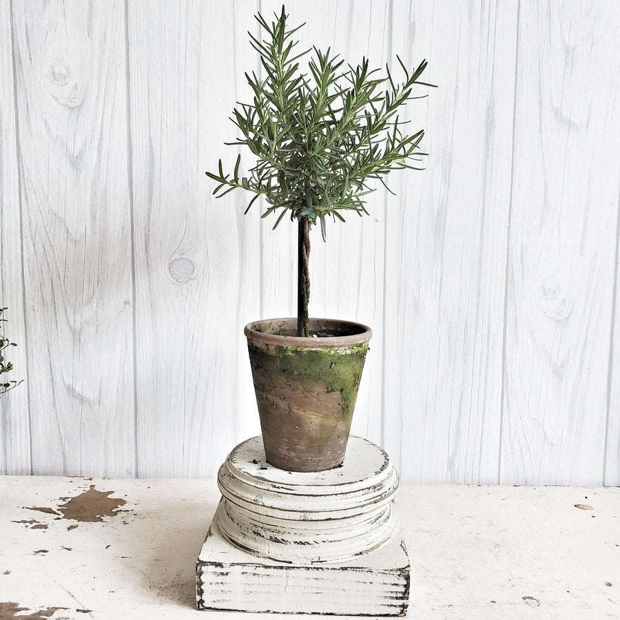 Live Rosemary Tree Topiary 6 inch Plant, Rosemary Plant for Home Office Decoration, Topiary Shrubs for Living Room, Buy Fruit and Veggie Plant Live Online