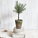 Live Rosemary Tree Topiary 6 inch Plant, Rosemary Plant for Home Office Decoration, Topiary Shrubs for Living Room, Buy Fruit and Veggie Plant Live Online