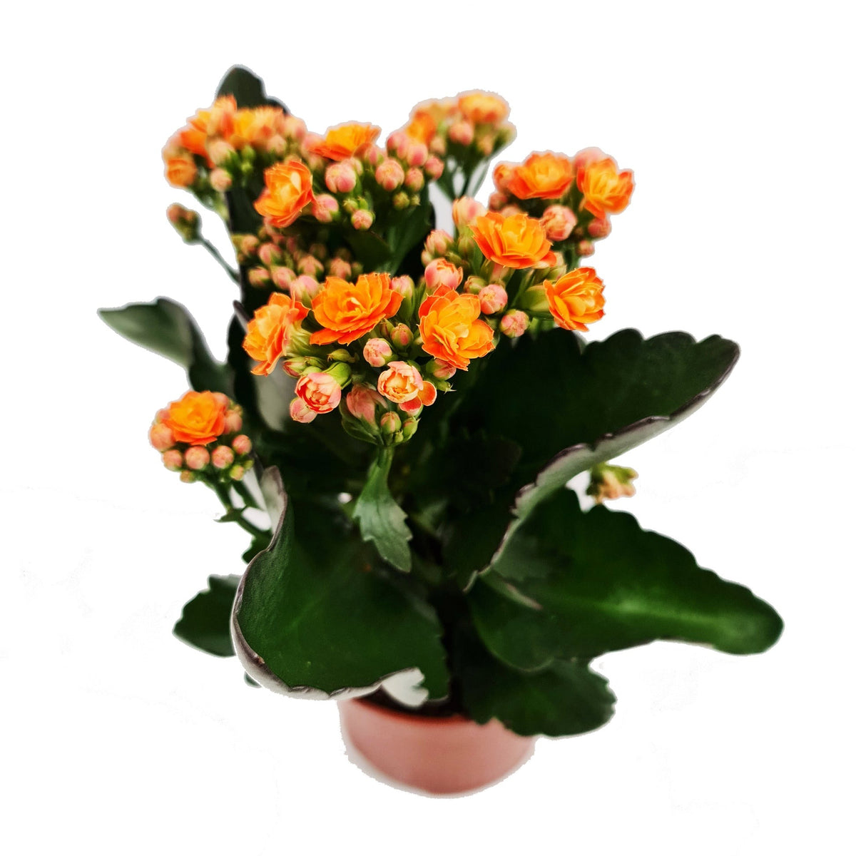 Kalanchoe blossfeldiana Calandiva Orange Plant 4 inch for sale, Flowering Houseplant Gift Decor Ideas