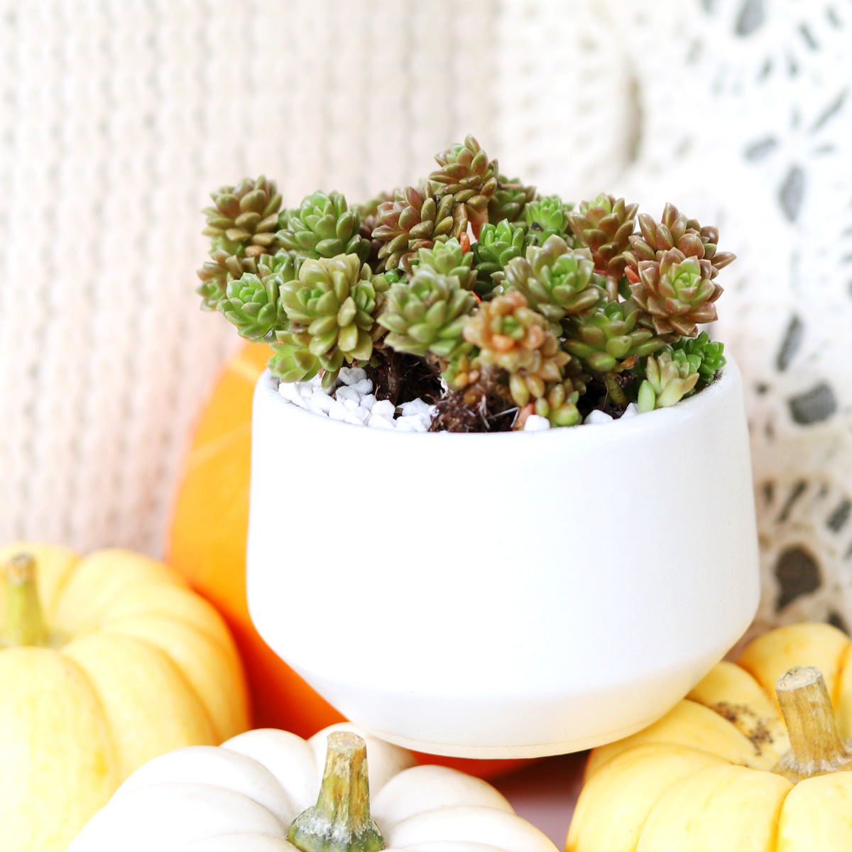 cream stone succulent Sedum Little Gem Cremnosedum Succulent