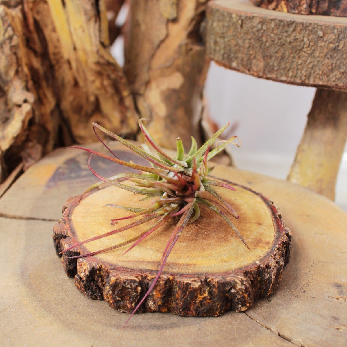 Tillandsia Ionantha Fuego Air Plant Decor Ideas, Unique Air Plant as Gift