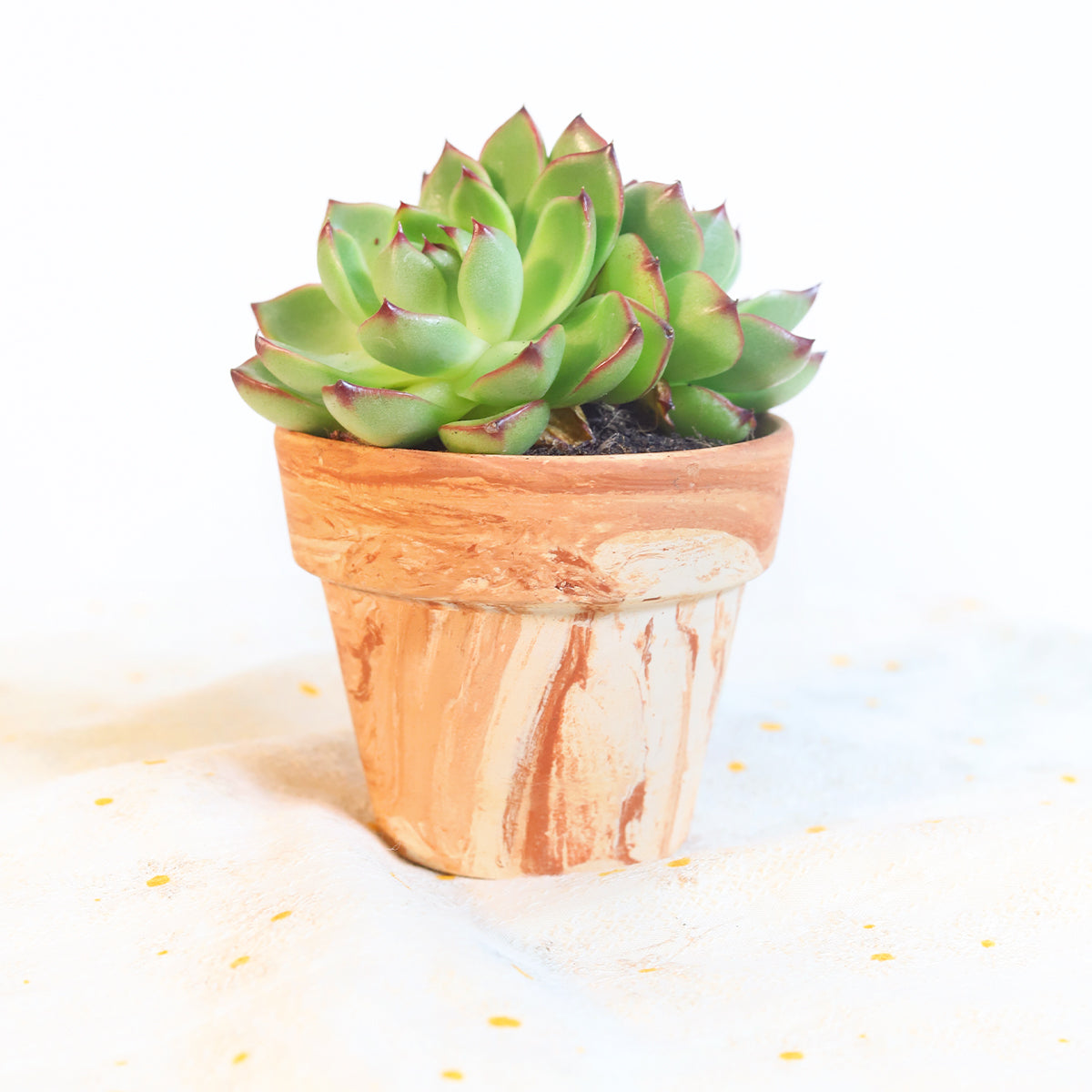 Elegant Marble-Finish 2.5&quot; Terra-cotta Pot with Drainage, Small Pot Planter for Succulents and Cacti, Buy Succulent Pot with Drainage Hole