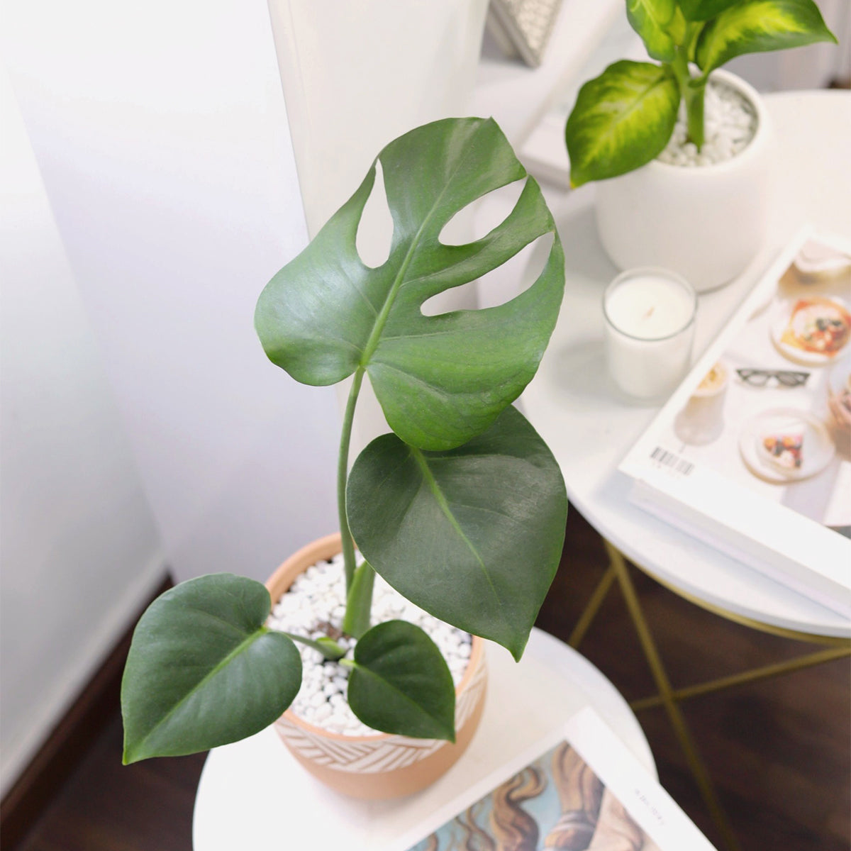 order monstera plant online Monstera Deliciosa