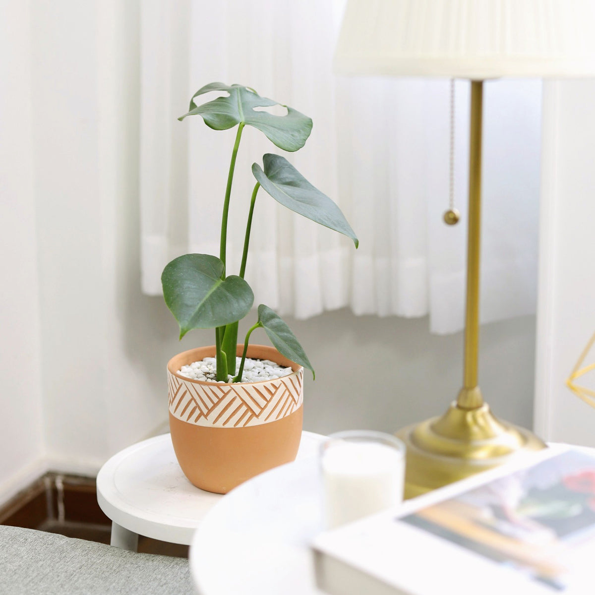 Monstera Deliciosa, monstera deliciosa care, monstera deliciosa plant, monstera deliciosa for sale