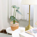 Monstera deliciosa, Swiss cheese plant, huge foliage houseplant, plant with leaf holes, split leaf plant, indoor houseplant for sale