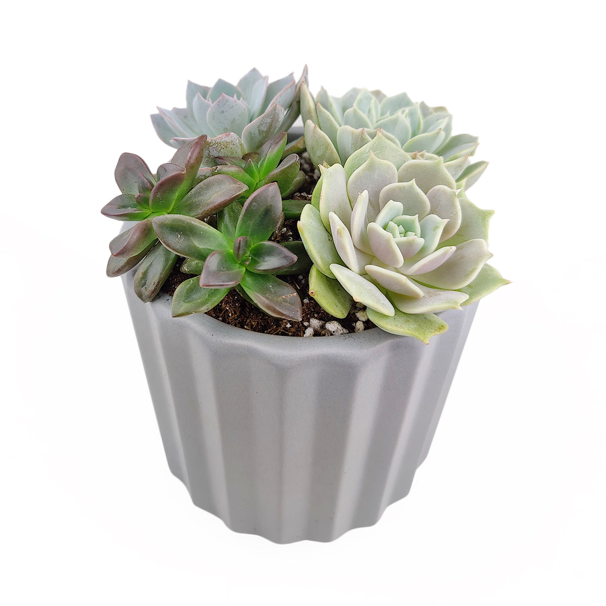 succulent grey Succulent Arrangement in Grey Ceramic Faux Cement Planter