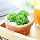 succulent care tips, Haworthia Cymbiformis Var. Obtusa in California, How to grow Haworthia Cymbiformis Var. Obtusa. indoor succulents.