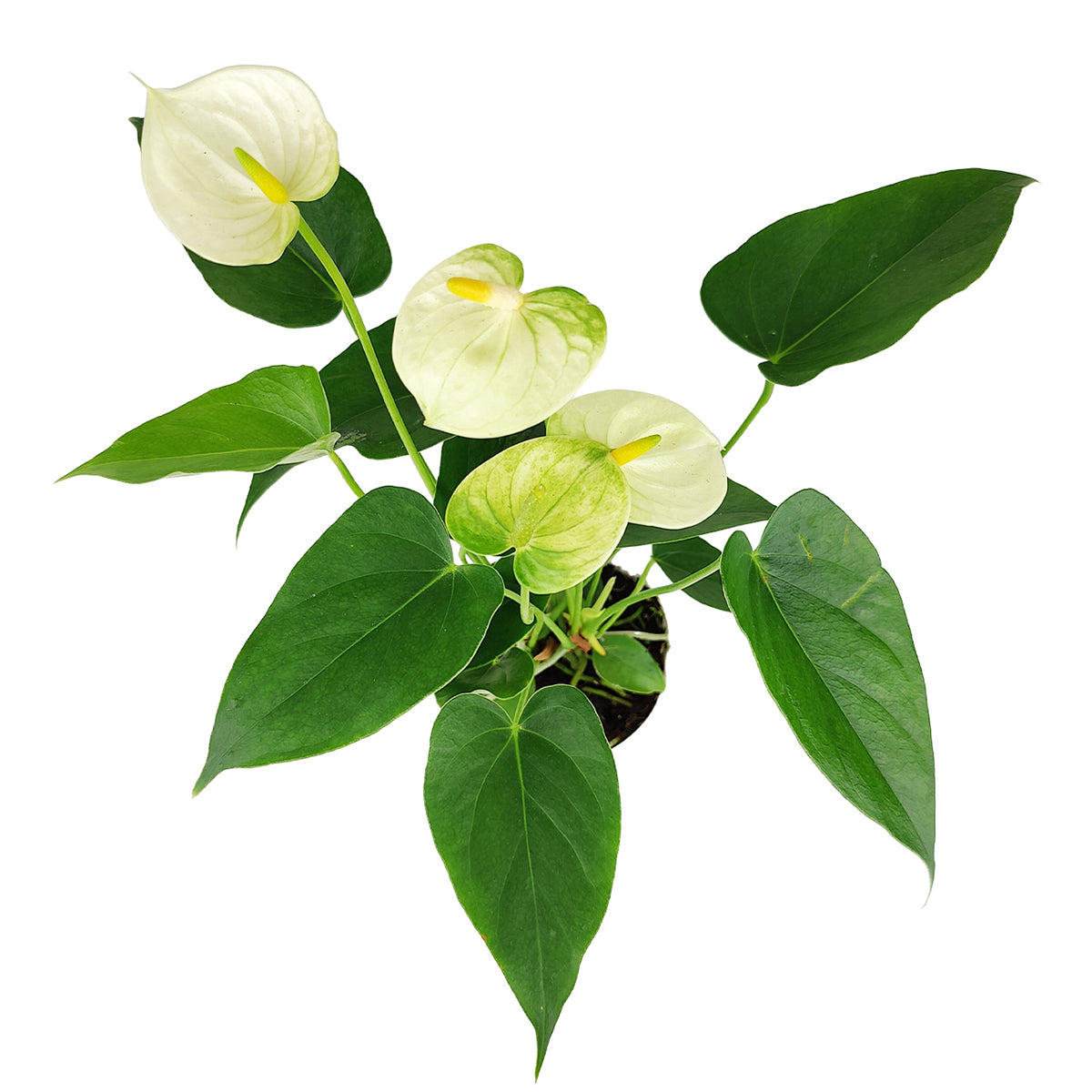 Anthurium White, Flowering Houseplants, Colorful Flowering Houseplants, Air Purifying Houseplants, Easy Care Houseplants, Indoor Houseplants
