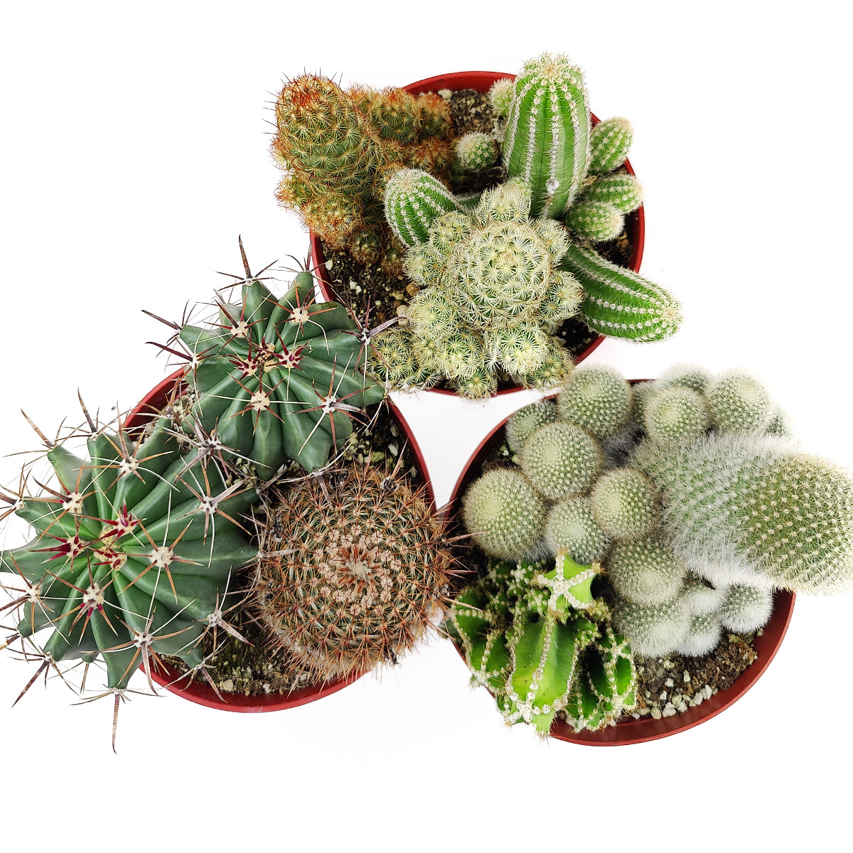 Cactus Garden Arrangement, Cacti, Random Cactus in Pot, Unique Cactus Arrangment, 3 kinds of cactus in pot for sale, easy care cactus