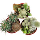 Cactus Garden Arrangement, Cacti, Random Cactus in Pot, Unique Cactus Arrangment, 3 kinds of cactus in pot for sale, cactus for sale