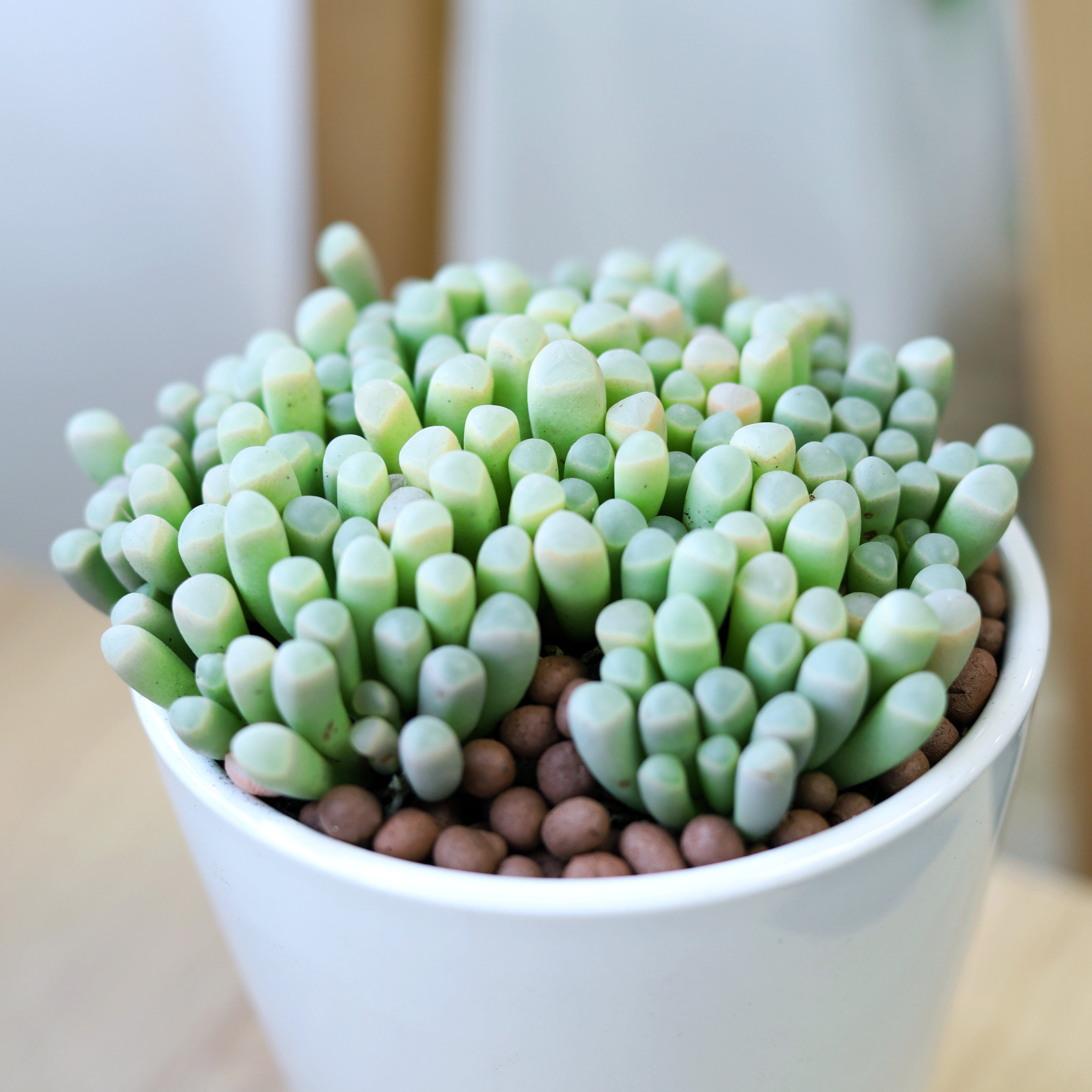 succulent that looks like toes Baby Toes