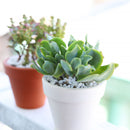 ruffle jade plant Ruffle Jade Crassula Ripple Jade Succulent