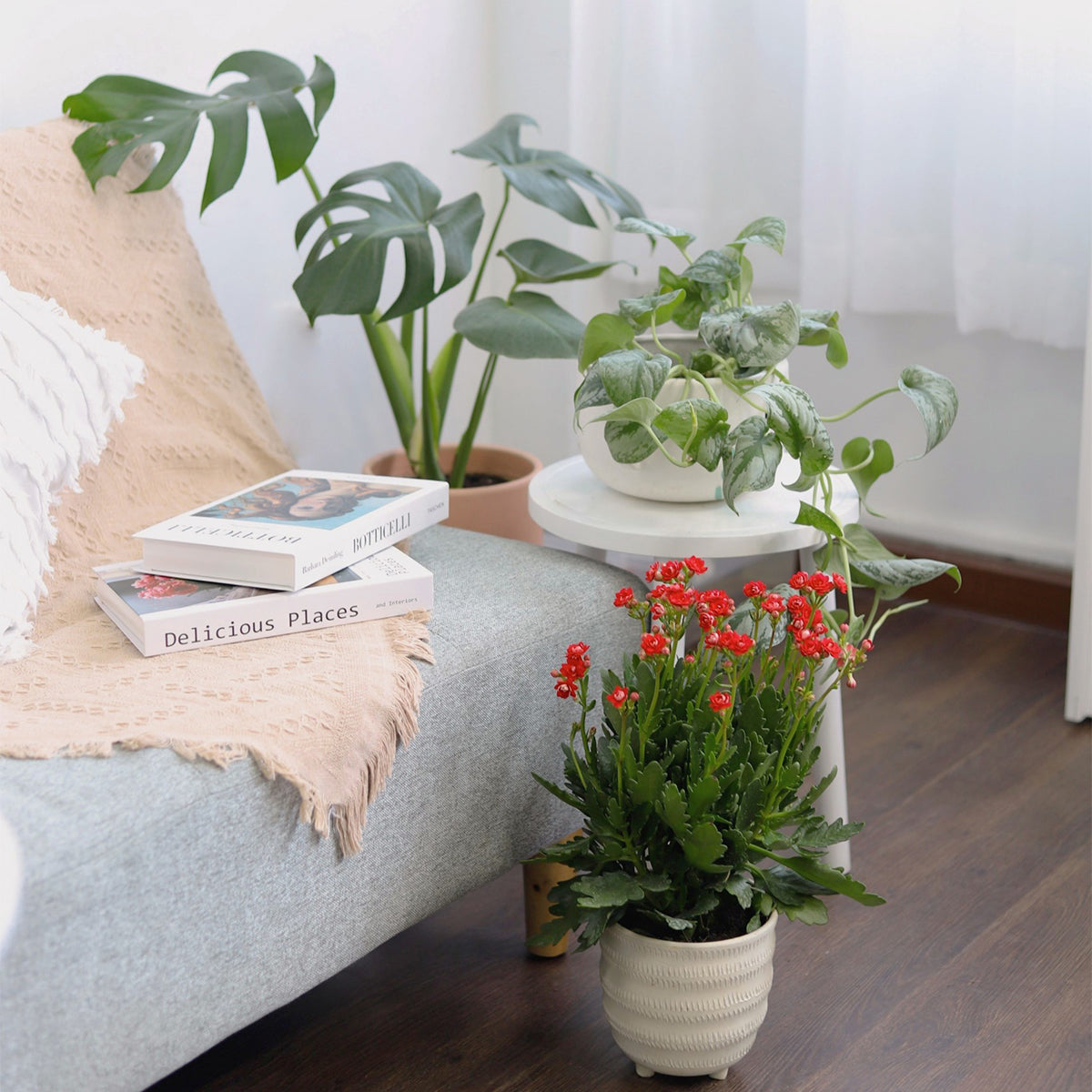 Kalanchoe blossfeldiana &#39;Calandiva Red&#39; for sale, Kalanchoe blossfeldiana &#39;Calandiva Red&#39; near me, Kalanchoe blossfeldiana &#39;Calandiva Red&#39; in ca, kalanchoe blossfeldiana red