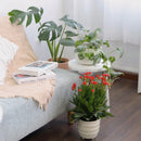 calandiva redfor sale, calandiva near me, kalachoe calandiva near me, succulents, best succulent gift, best indoor plants, types of houseplants, low light houseplants, easy to grow houseplants