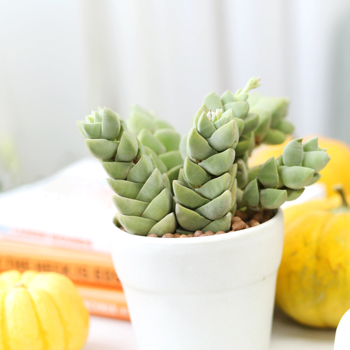 succulent moonglow Crassula Moonglow Succulent for Sale