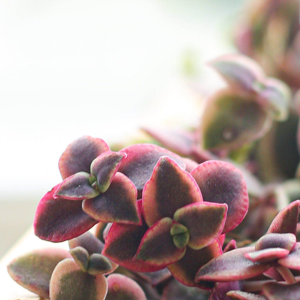 kitten ear succulent Calico Kitten Crassula