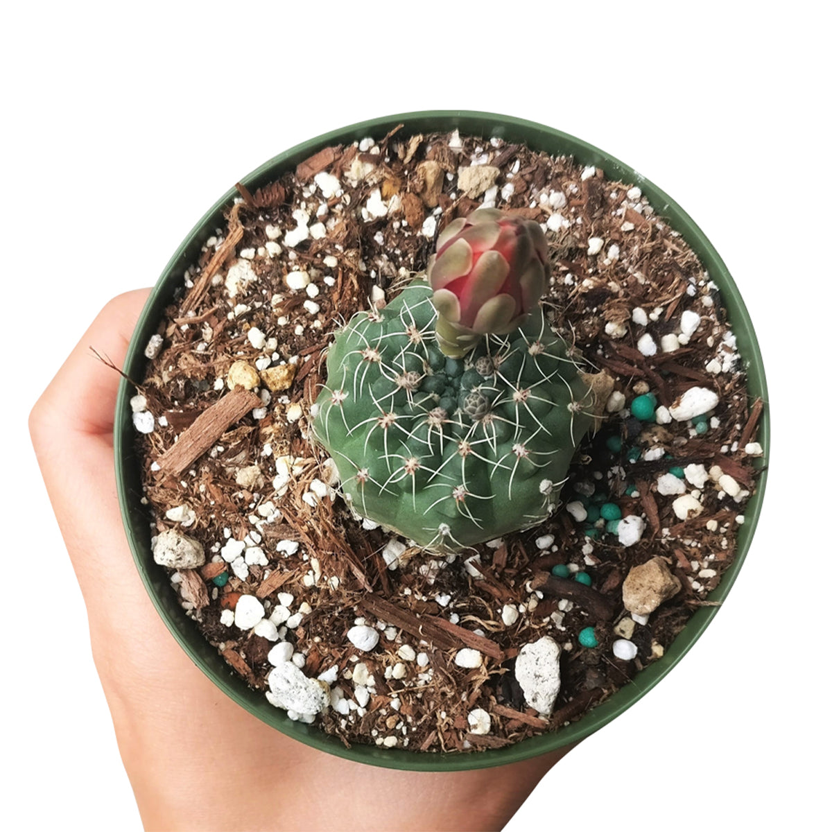 Dwarf chin cactus for sale, how to care Dwarf chin cactus, Creative landscapes, Succulents, cactus, succulent plant, succulent care, Rare succulents, indoor succulents, succulents garden, succulent subscription, monthly succulents, succulent care guide, Succulents shop near me, how to grow succulents, cactus, cactus succulent, succulent cactus, cacti, cactus and succulents, succulents box, succulent shop, buy succulents online. indoor succulents.