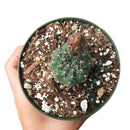 Dwarf chin cactus for sale, how to care Dwarf chin cactus, Creative landscapes, Succulents, cactus, succulent plant, succulent care, Rare succulents, indoor succulents, succulents garden, succulent subscription, monthly succulents, succulent care guide, Succulents shop near me, how to grow succulents, cactus, cactus succulent, succulent cactus, cacti, cactus and succulents, succulents box, succulent shop, buy succulents online. indoor succulents.