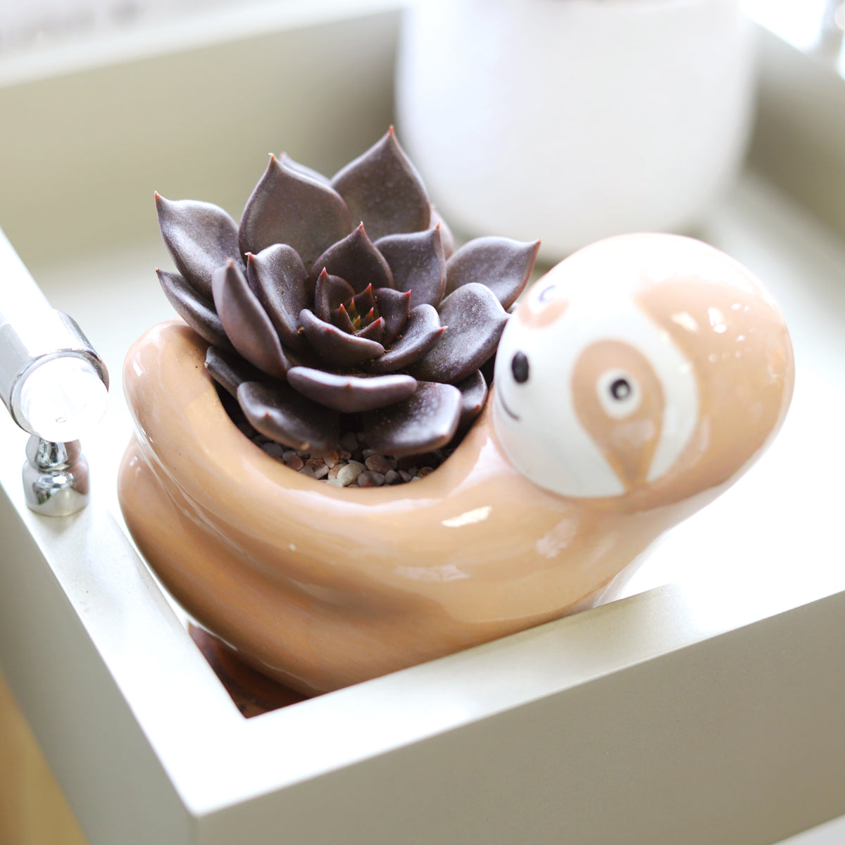 Echeveria Black Prince succulent in decorative ceramic pot, Black rosette succulent for sale online, Shop Echeveria Black Prince for Halloween Season