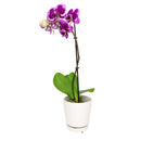 orchid plants, orchid pot, orchid, orchid flowers, orchid pots with holes, live orchid plants, phalaenopsis orchid, purple orchid flowers, how to care for phalaenopsis orchid
