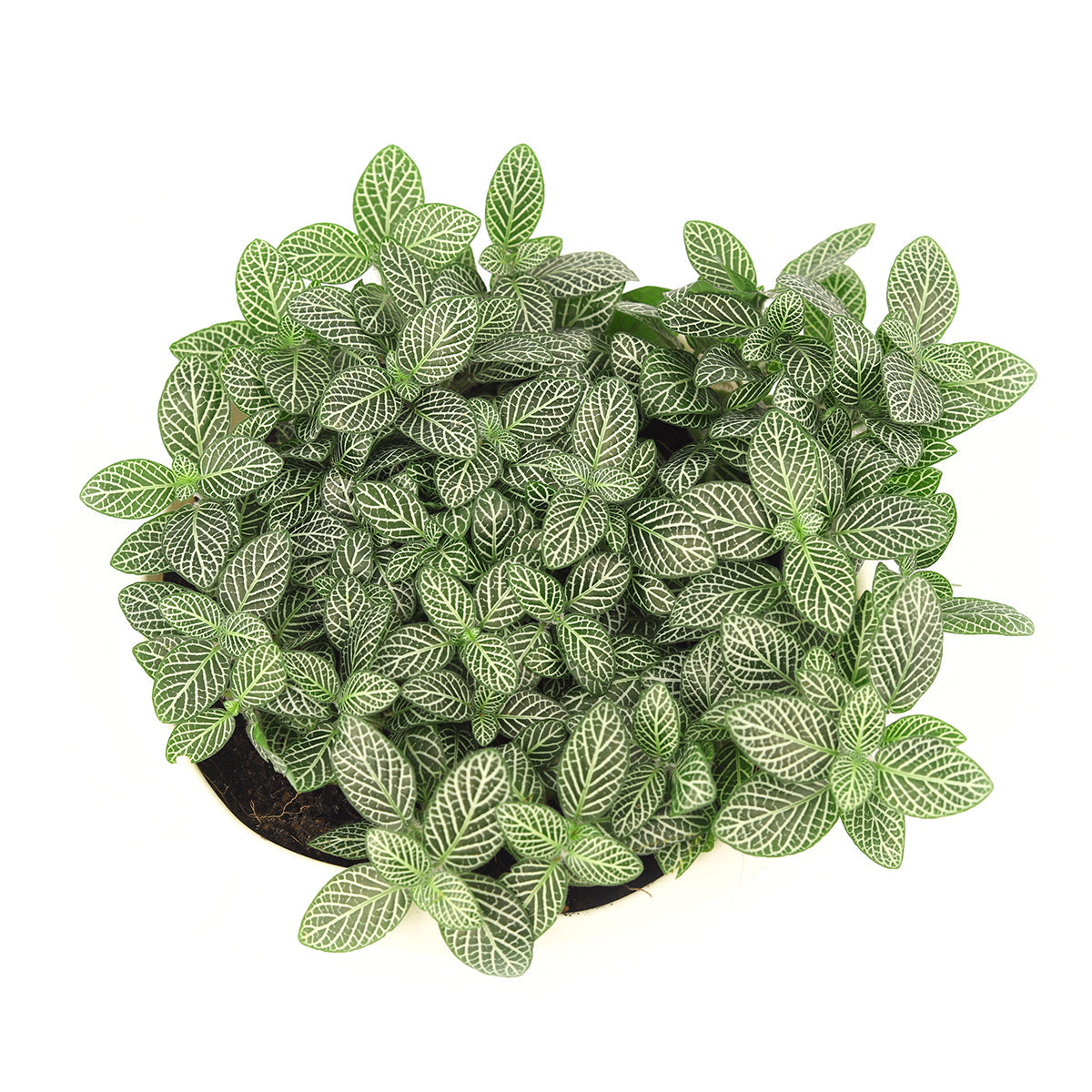 6 inch white nerve plants, 6 inch feng shui indoor plants, white plants for christmas 2024