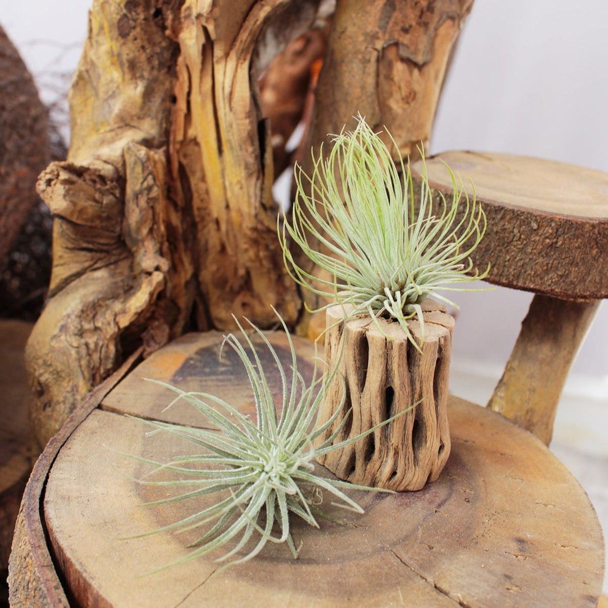 Air Plant Decor Ideas, Live Air plants as Gifts, Types of Unique Air Plants for Sale
