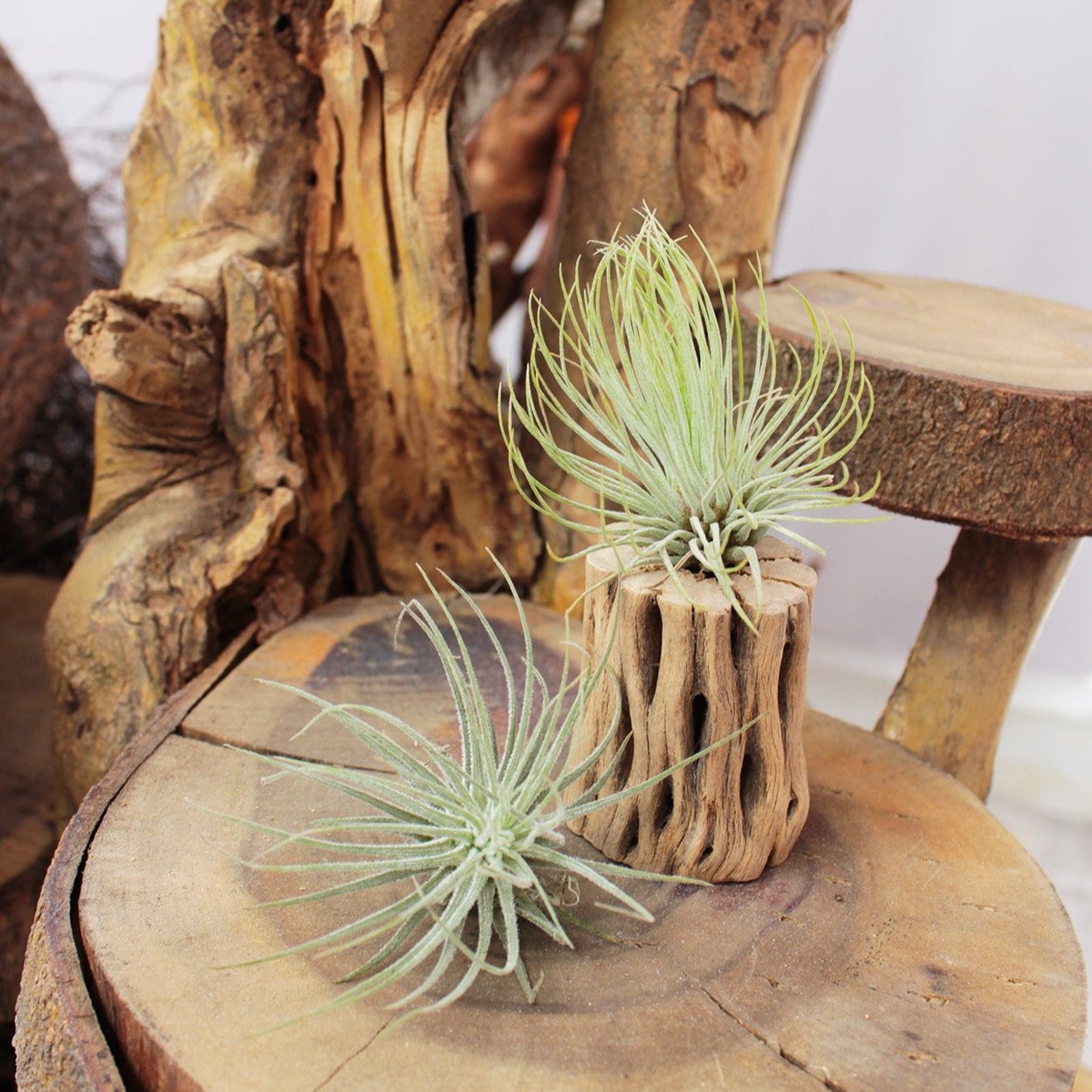 adriana air plant Tillandsia Andreana Air Plants & Care Guide | Air Plants Gift Decor Ideas